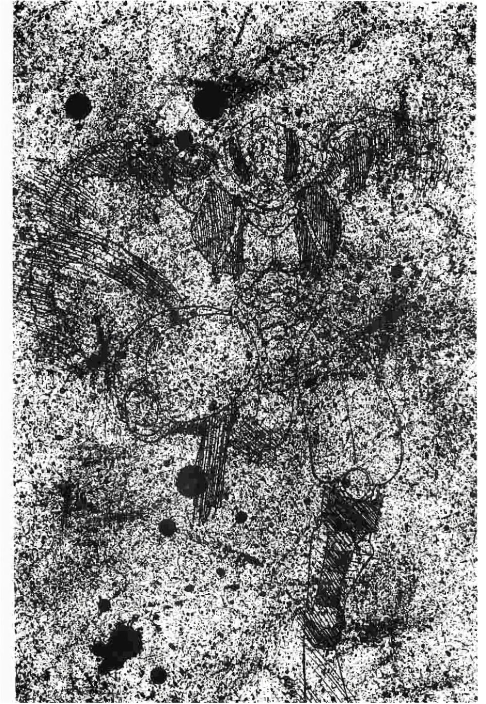 Manga-lc-com อ่านมังงะ อ่านการ์ตูน ออนไลน์ ฟรี Hunter X Hunter ตอนที่ 1 2 3 4 5 6 7 8 9 10 11 12 13 14 ฟรี ไม่มีโฆษณา Manga-lc - อ่าน มังงะ อ่าน การ์ตูน ออนไลน์ อ่านมังงะ ฟรี